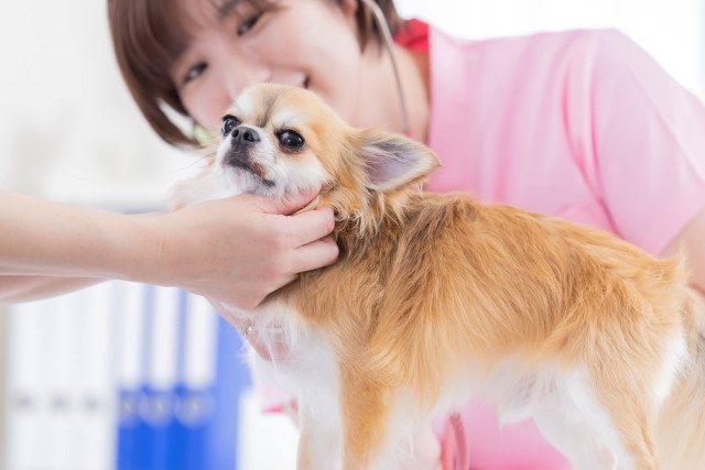 狂犬病のワクチンを愛犬に打つのは義務なのか？集団接種のタイミングや副作用など解説